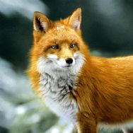 Napkins - Forest fox