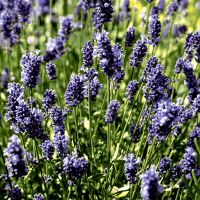 Cocktail napkins - Lavendel field