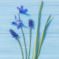 Napkins - Blue Flowers