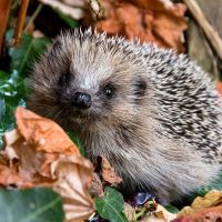 Napkins - Autumn Hedgehog