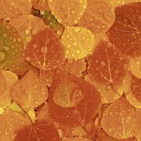 Napkins - Rainy Leaves