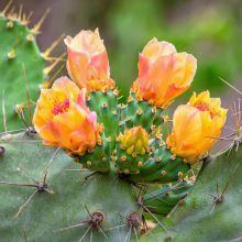 Napkins - Cacti floral