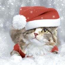 Napkins - Kitten Christmas